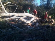 Árvores com alto risco de cair ao longo da BR-356 são retiradas