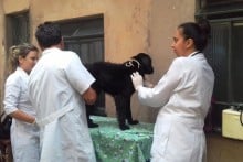 Atendimento veterinário levado a casas com grande número de animais