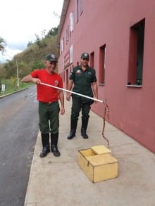 Bombeiros capturam cobras venenosas em Itabirito