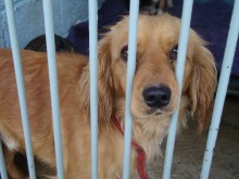Cães aguardam por adoção em Ouro Preto