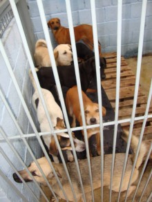 Cães do CCZ poderão ser adotados durante feira