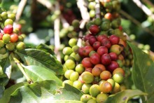 Café de produtor marianense nas escolas do município