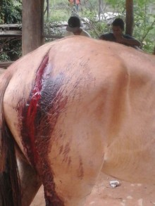 Cavalos são machucados por foice em Cafundão