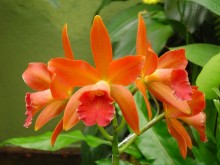 Exposição de Orquídeas em Setembro