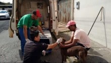 Homem é notificado por maus tratos a animais em Itabirito