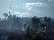 Homem provoca incêndio e desmata área de reflorestamento
