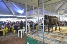 Leilões da ExpoMariana aquecem a economia