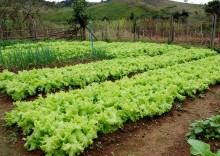 Mariana investe pesado na agricultura familiar para os alunos das escolas municipais