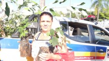 Meio Ambiente doa mais de 200 mudas de árvores