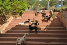 Não abandone seu animal