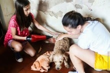 ONG Vida Animal Promove feira de adoção aos finais de semana em Itabirito