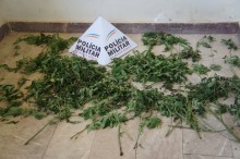 Outra plantação de maconha descoberta pela Polícia Militar