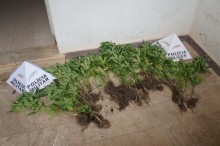 Plantação de Maconha
