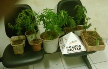 Polícia Militar apreende pés de maconha em Ouro Preto