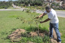 Prefeitura de Itabirito promove o plantio de árvores em toda a cidade