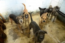 Prefeitura de Ouro Preto faz alerta para o grande número de animais no CCZ