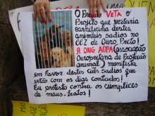Projeto de Lei que proíbe a eutanásia em animais do canil de Ouro Preto é vetado e causa indignação na cidade