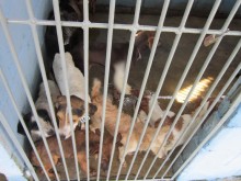 Projeto que proíbe a eutanásia em animais é finalmente aprovado