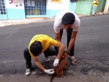Quase seis mil animais são vacinados contra a raiva