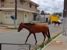 Recolhimento de Animais das ruas de Itabirito