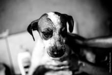 Tutora de cães pede ajuda para alimentar animais