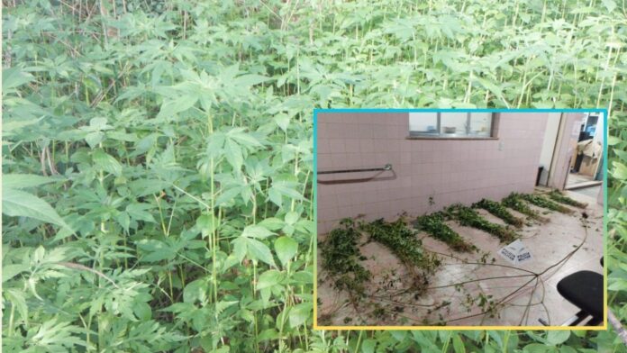 Polícia Militar encontra plantação com cerca de 390 pés de maconha em Itabirito