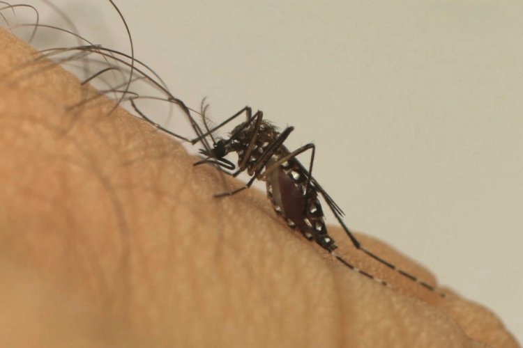 Dengue deixa Uberlândia em emergência