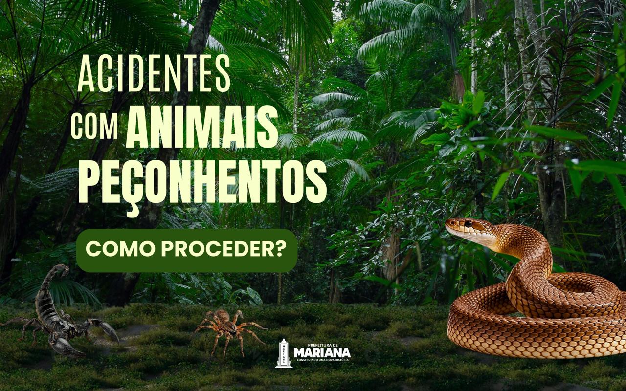 Acidentes com animais peçonhentos: saiba onde buscar atendimento imediato em Mariana!