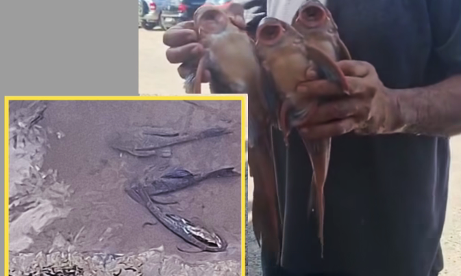 Investigação sobre mortandade de peixes no Rio Itabirito segue em andamento