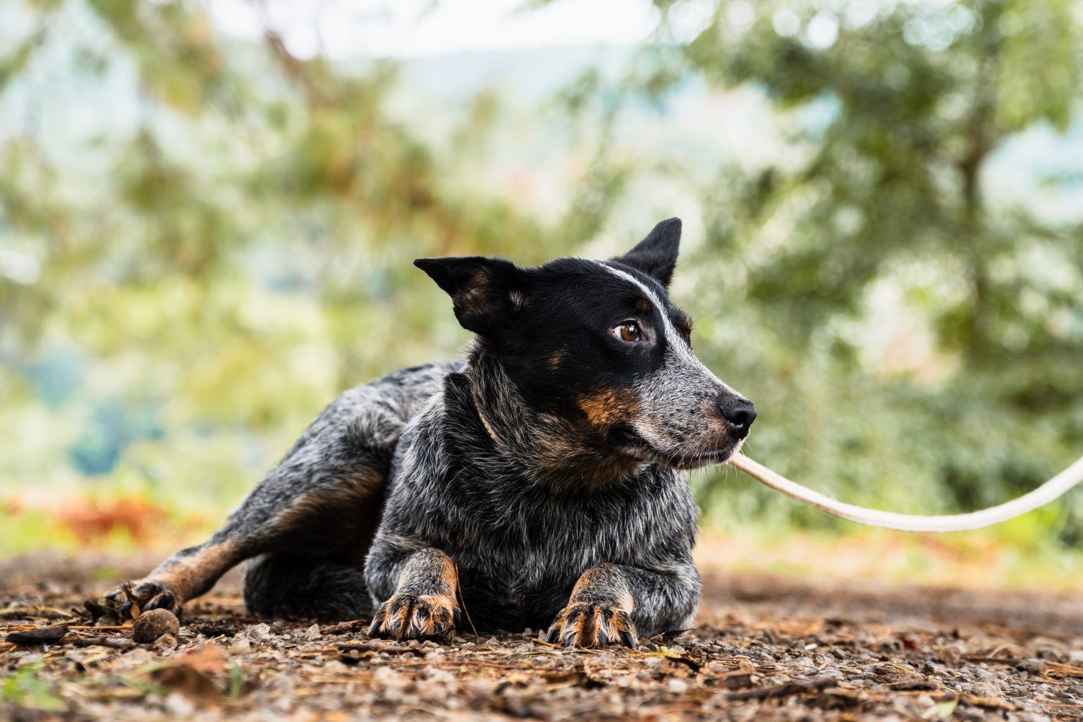 Inscrições abertas para castração gratuita de cães e gatos em Itabirito