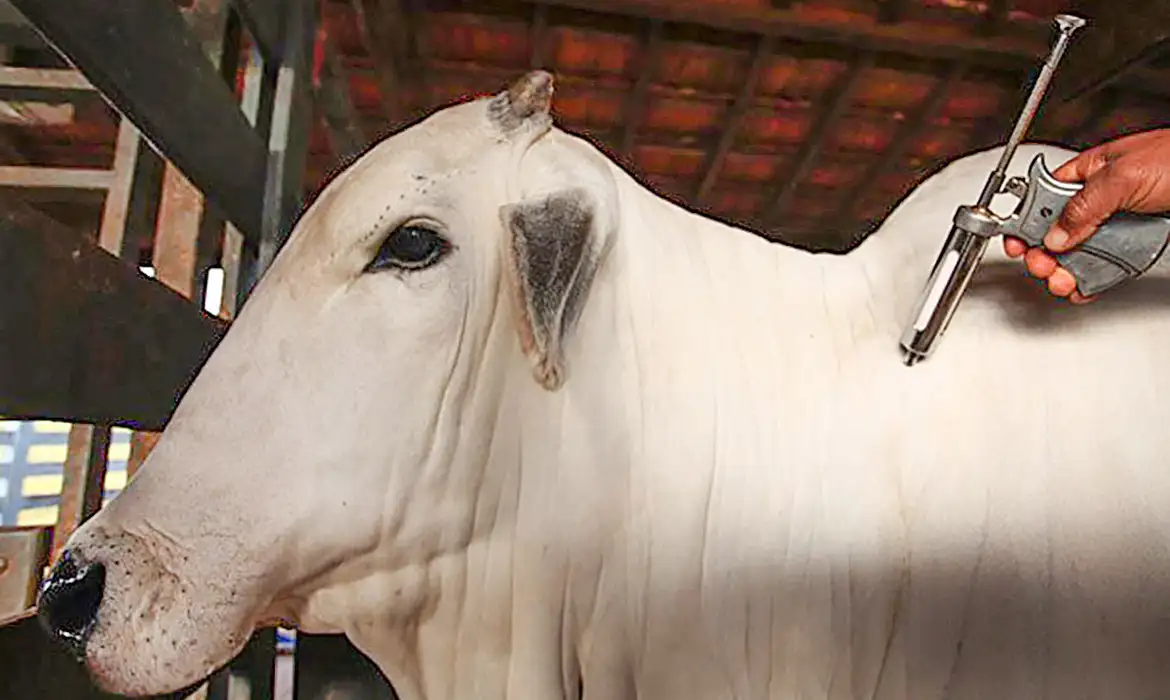 Campanha contra brucelose e raiva vacina mais de 17 mil animais em Mariana