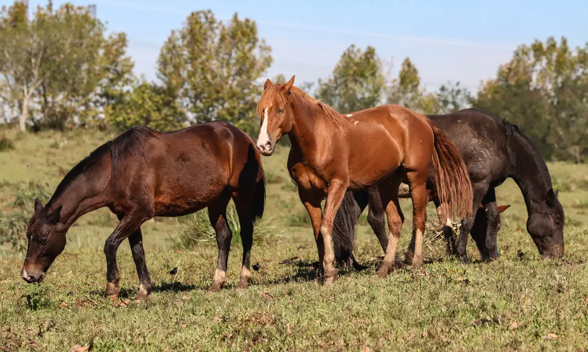 Ministério da Agricultura registra morte de sete cavalos por ração contaminada em Mariana