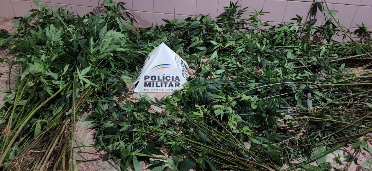 Polícia Militar fez grandes apreensões de drogas em Itabirito na última semana