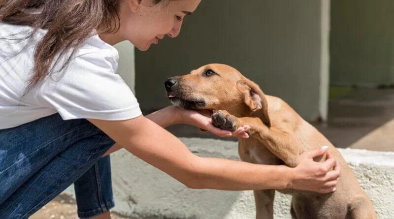 Itabirito passa a contar com programa voltado à formação de protetores da causa animal