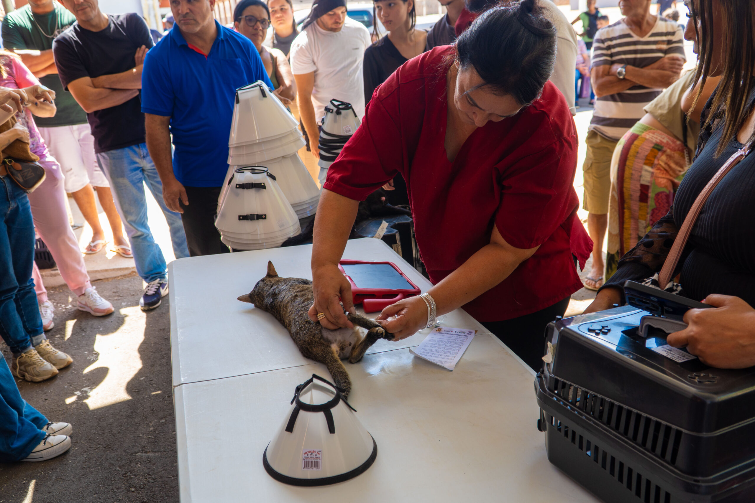 Quase 200 cães e gatos são castrados em ação gratuita em Itabirito