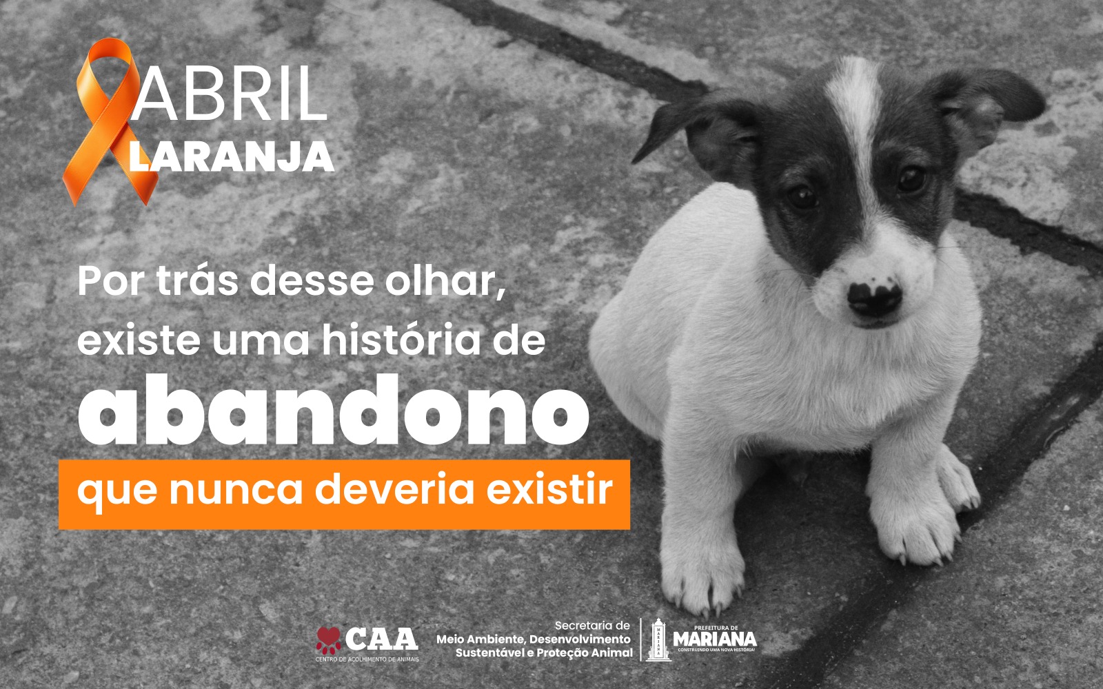 Mariana reforça combate ao abandono de animais