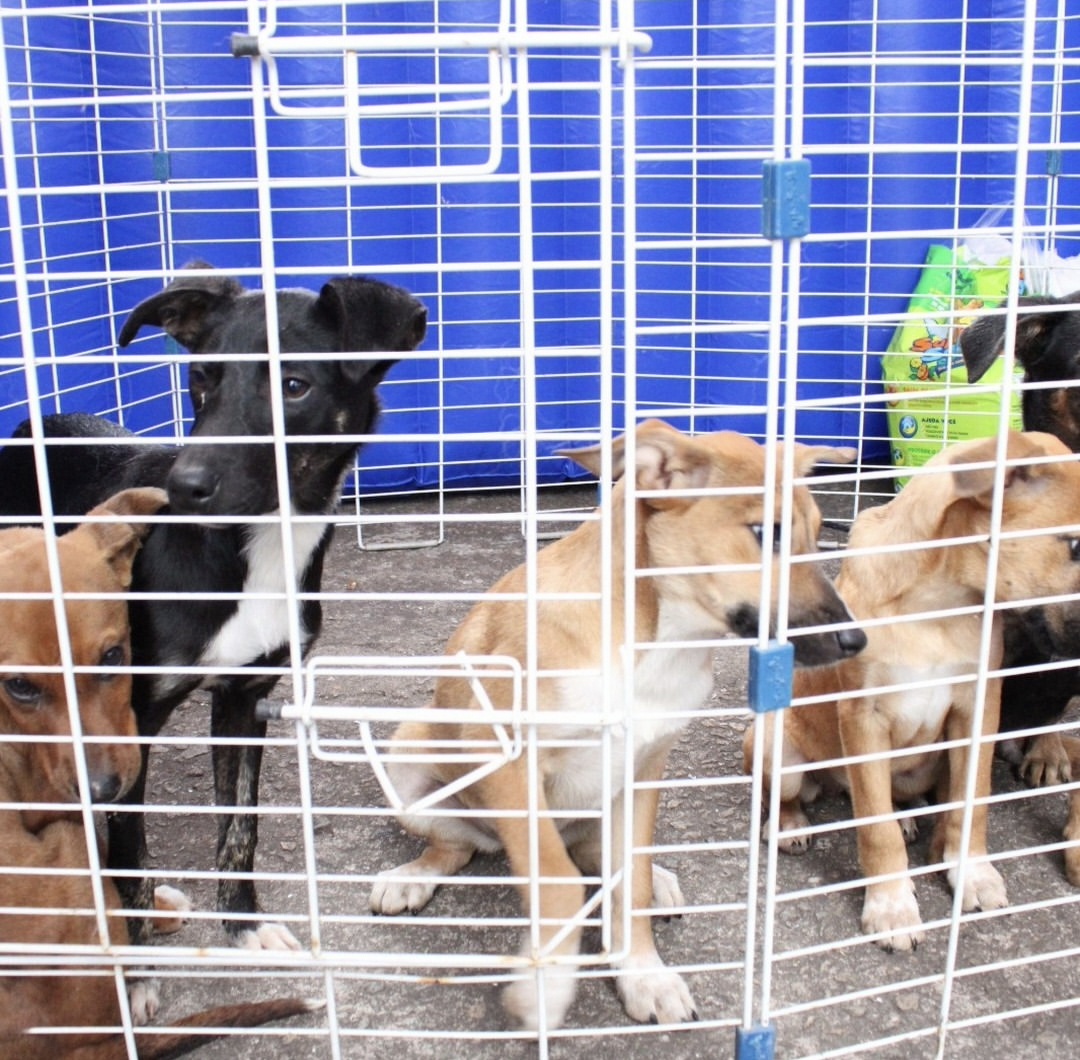 Feira de adoção aproxima cães de novos lares em Ouro Preto