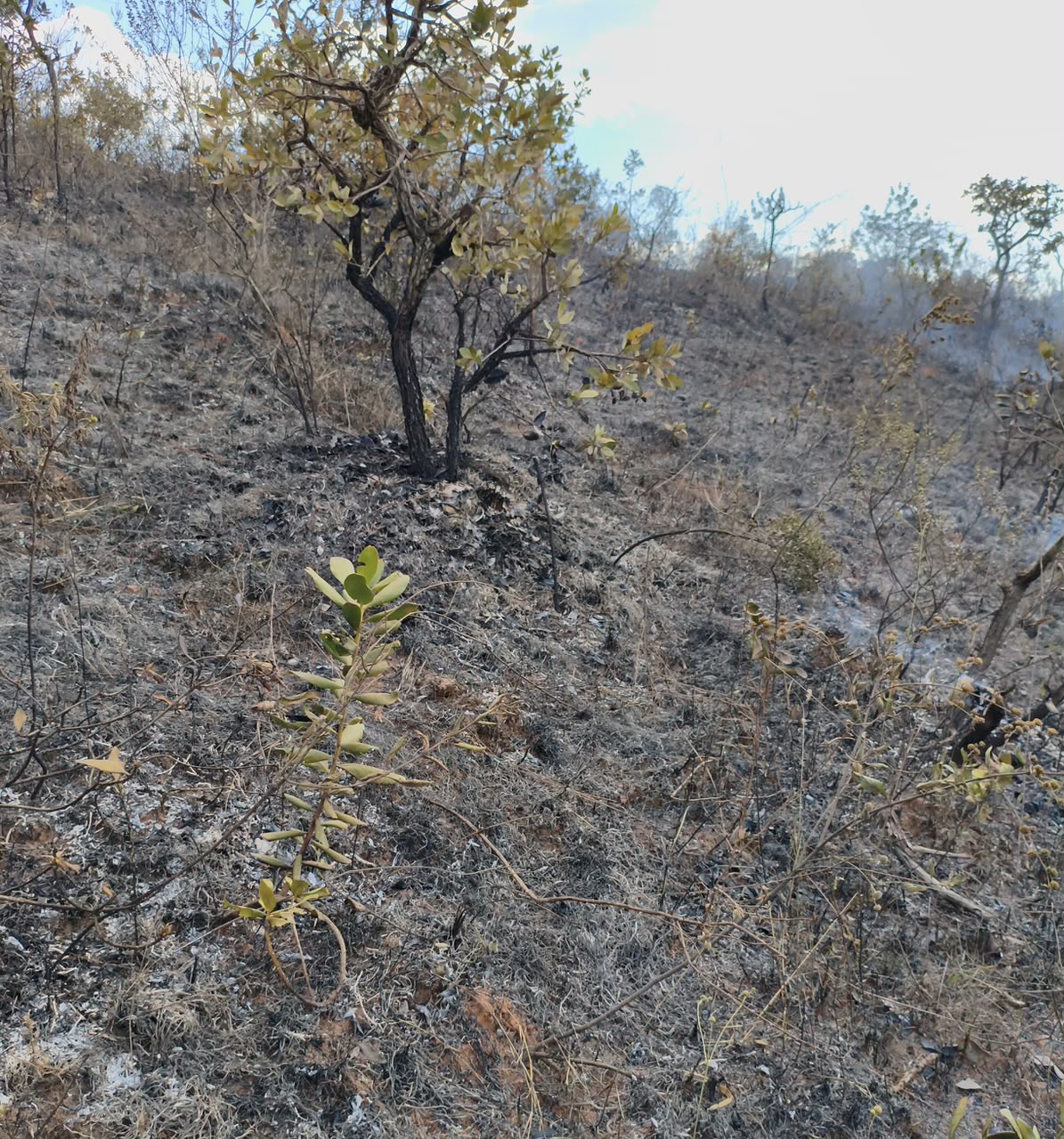 Queimadas em Ouro Preto reafirmam eficiência das equipes de combate a incêndios