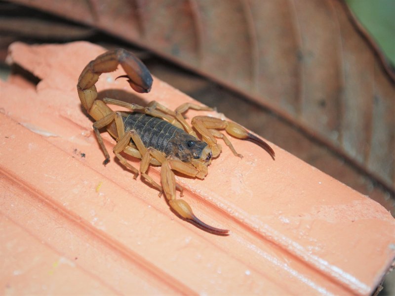 Escorpião é encontrado em CMEI em Itabirito e bebê é levado à UPA, mas sem sinais de picada