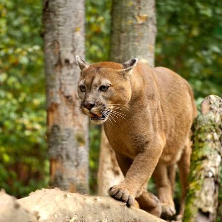 Morte de onça-parda na BR-356 reacende debate sobre proteção da fauna na região