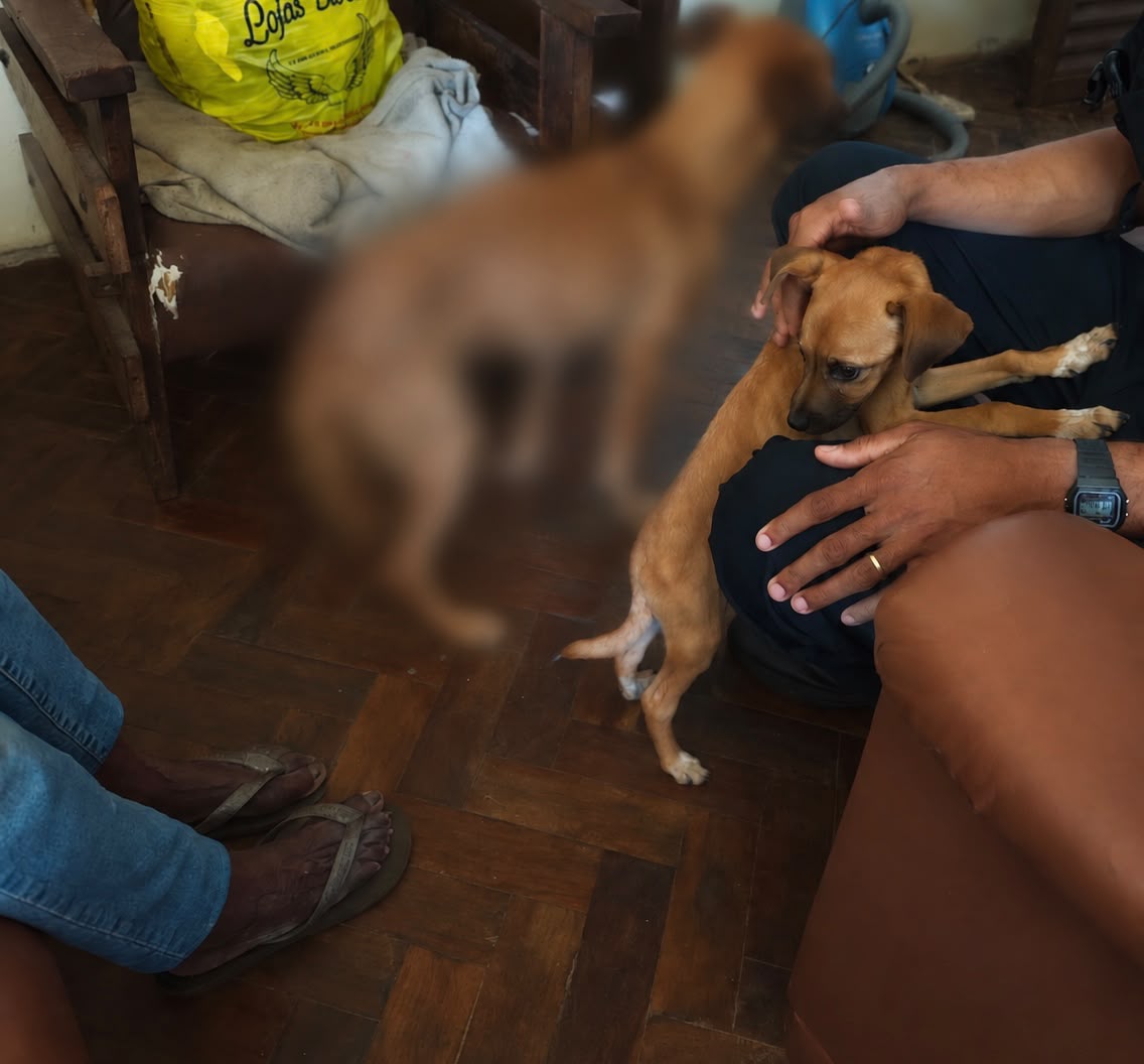 Idosa é encontrada em situação de extrema vulnerabilidade junto à cachorros desnutridos em uma casa em Itabirito
