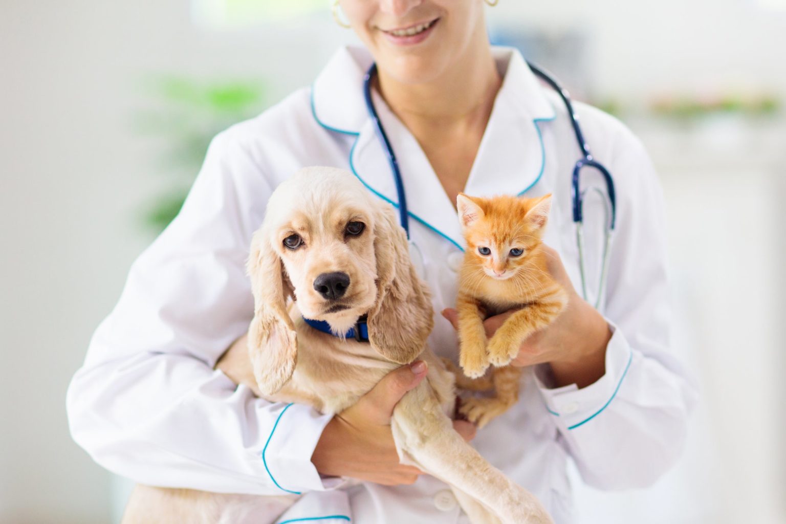 Mariana oferece consultas veterinárias gratuitas para cães e gatos; veja detalhes