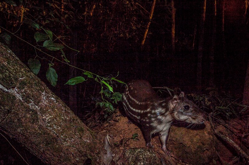 Conecta Fauna: nova ferramenta aproxima população do monitoramento de animais em Itabirito