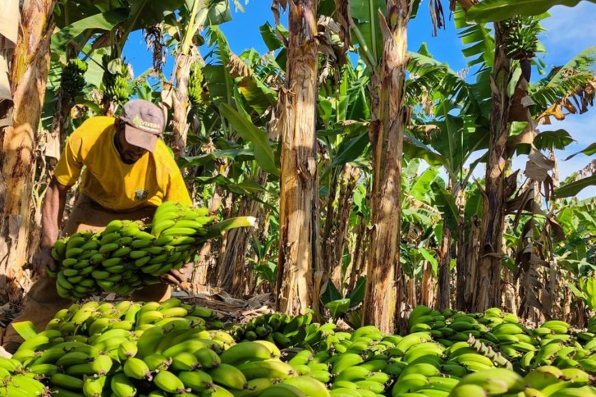Fruticultura avança em Minas Gerais